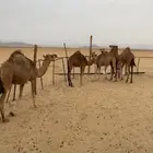 قعدان للبيع العدد 5