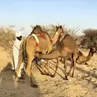 خلفة ساحلية صفرا