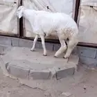 شعف شهران تمنيه