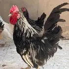 طقم جابنيز بياض ورجان