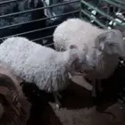 طليان ذبائح شحم فل ثلاجه ومفطع
