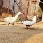 وز نضيف