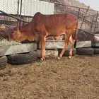 خبشه للبيع