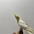 عصفور كروان