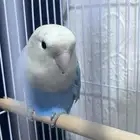 ببغاء روز ازرق جميل