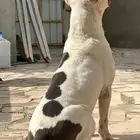 ذكر امريكن بولي