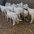 هرفى بري