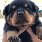 يوجد جراوي روت الماني بدقري FCI للعرض فقط