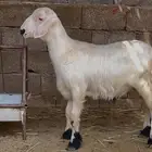 خروف اصفر عريض