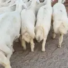 طليان حريات شحم