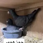 جوز هومر