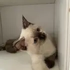 كيتن انثى للبيع