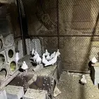 حمام فرنسي للبيع والبيع جمله الصحه ميه ميه