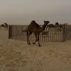 حاشي قصب الموقع الصداوي للبيع