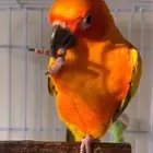 صن كيور مفقود