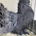 حمام رقاص هندي