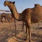 قعود دبياني كفو