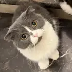 قطه من نوع سكوتش