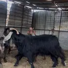 تيس عارضي حار مشروط الضراب