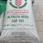 برسيم