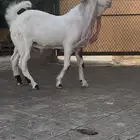 عرض تيس ابرص طيب ومنوه
