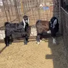 تيوس عوارض 6 اشهر