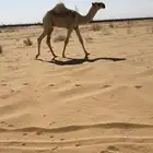 حوار اوضح كفو جده حاكم بن قريع