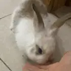 ارانب هولندي