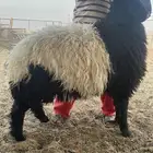 ذبايح نعيمي نعيم ذبائح