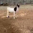 مشروع فحل