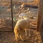 طلى حرى شحم ( تم البيع )