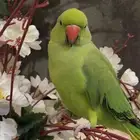 ببغاء دره اليف