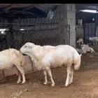 فحل رباع مشروط