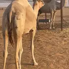 الناقة للبيع شرورة