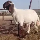 جذع فحل غنم ادبس صنف نعيمي