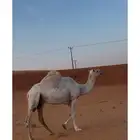 ناقة وضحا