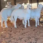 ذبائح مناسبات جبرات وعقايق