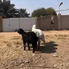 للبيع بهم هجين