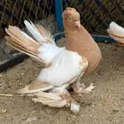 مطلوب ذكر كرنقو اصفر