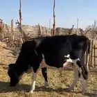 ثور للبيع