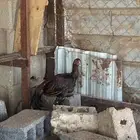 السلام عليكم نعرض كلم ديك باكستاني عل السوم