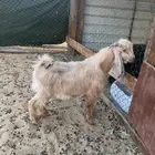 للبيع تيس عارضي اصفر صنف