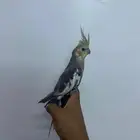 ذكر كروان اليف