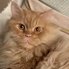 قط شيرازي للبيع