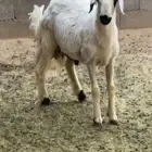 للبيع خروف اصفر بلدي