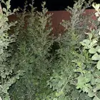 شجر سدر بلدي عبري منطقة الرياض