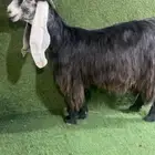 جفرة عارضية صنف نادر خصممم