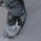 للتبني