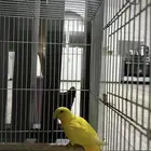 ثلاث اطيور عمرها شهر ونص