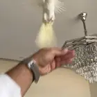 ببغاء كروان البيع